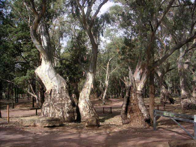alte Eukalyptus