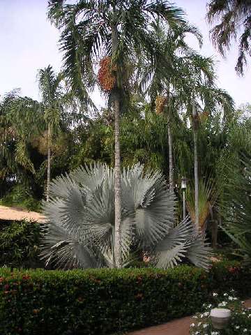Palmengarten