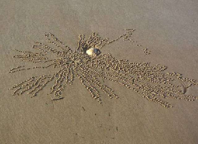Krabbenkunstwerk
