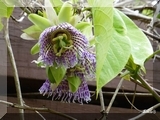 Passionsblume im Kolibri-Garten