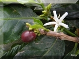 Kaffee - Blüte und Frucht