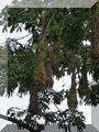 Nester des Montezuma Oropendula