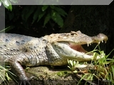 Krokodil oder Kaiman?