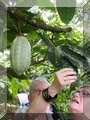 Kakao-Frucht
