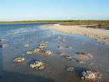 Stromatoliten, der Welt älteste lebende Fossile