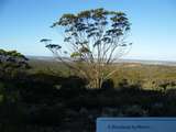 Blackbutt oder eben Schäfchenwolken-Eukalyptus