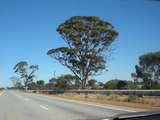 Eukalyptus-Schäfchenwolken und Broccoli