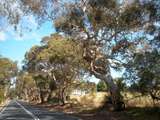 alte Eukalyptus-Alleen