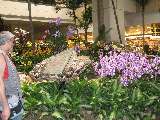 Orchideengarten im Flughafen