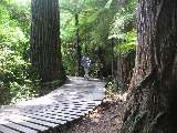 im Giganten-Redwood-Wald