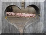 glückliche Schweinchen