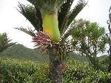 Nikau Palme und Cabbage Tree