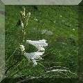 Paradieslilie, ein edles Weiss